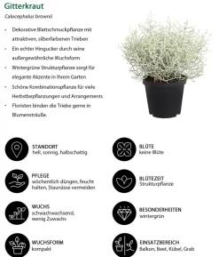 Gitterkraut