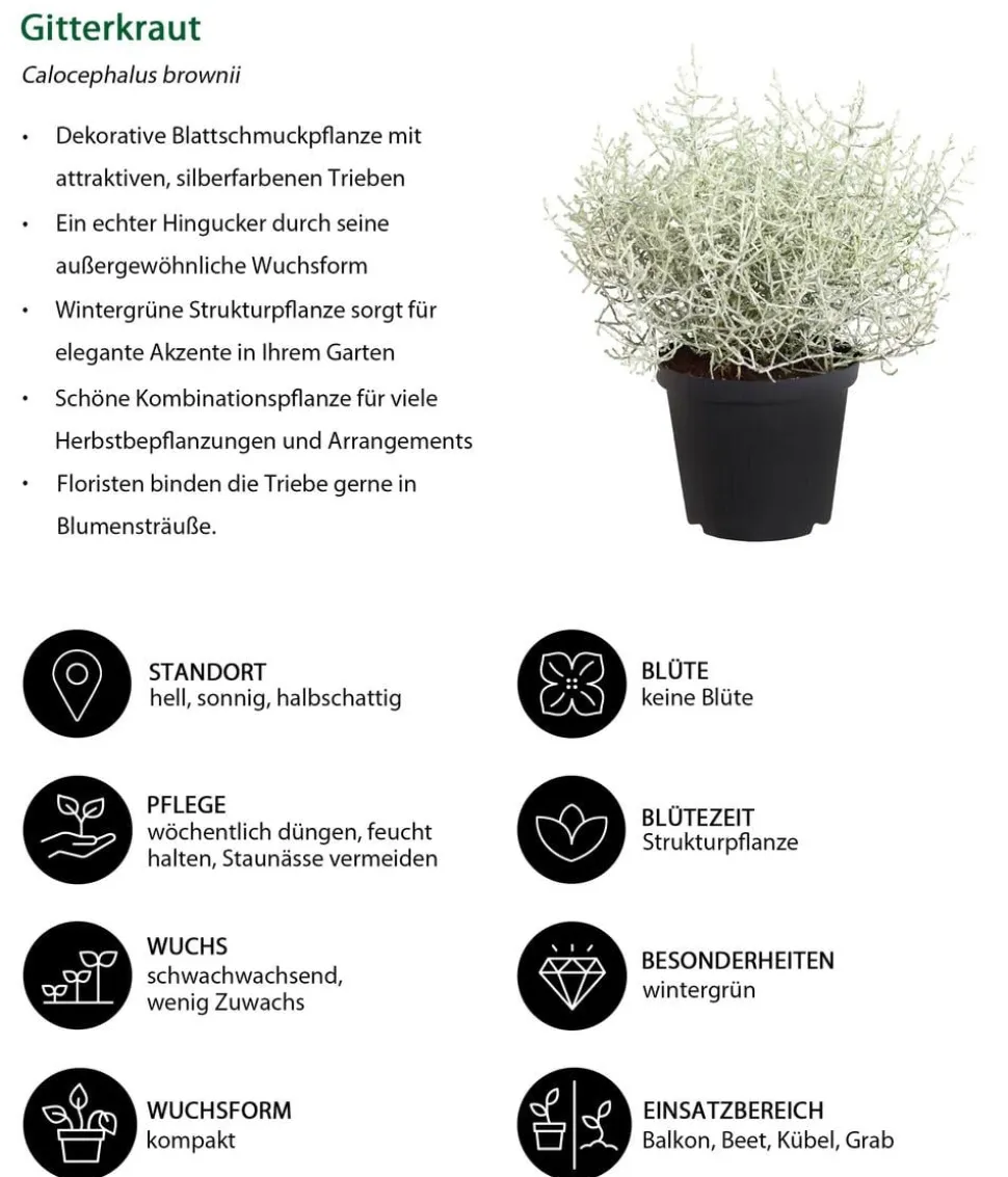 Gitterkraut