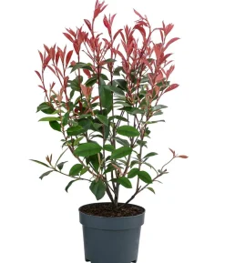 Glanzmispel 'Carré Rouge'