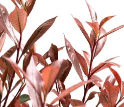 Glanzmispel 'Carré Rouge'