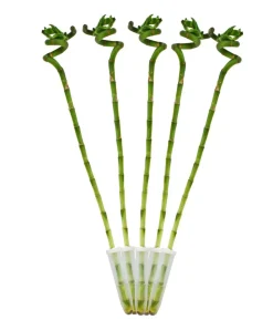 Glücksbambus - Dracaena sanderiana