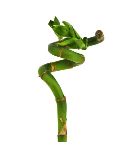 Glücksbambus - Dracaena sanderiana