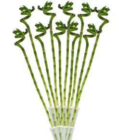 Glücksbambus - Dracaena sanderiana