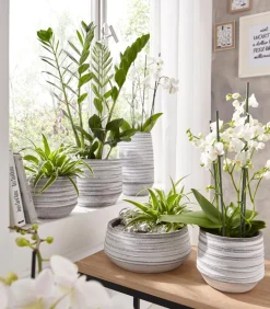 Glücksfeder - Zamioculcas zamiifolia