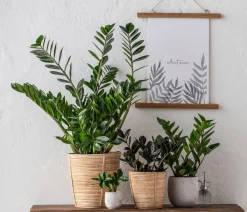 Glücksfeder - Zamioculcas zamiifolia