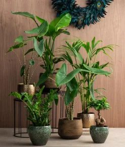 Glücksfeder - Zamioculcas zamiifolia