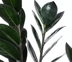 Glücksfeder - Zamioculcas zamiifolia 'Raven'