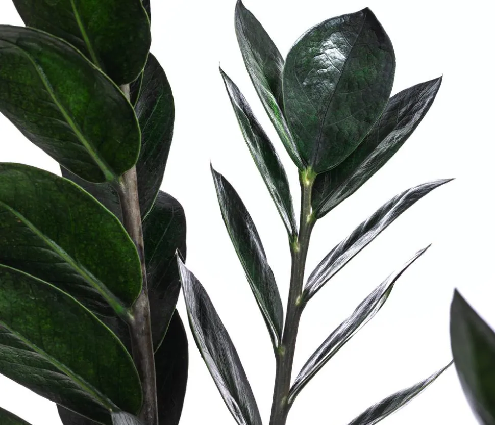 Glücksfeder - Zamioculcas zamiifolia 'Raven'