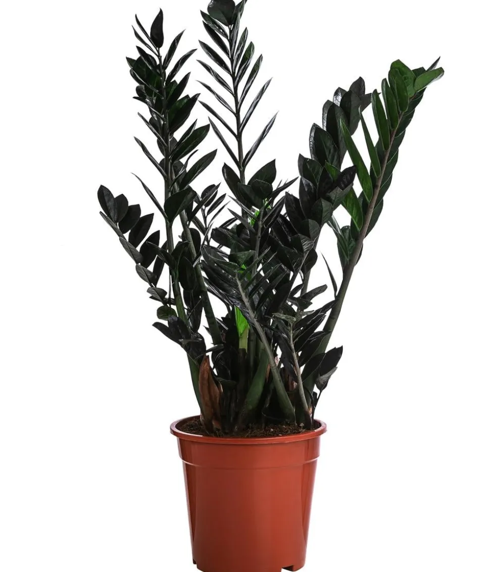 Glücksfeder - Zamioculcas zamiifolia 'Raven'