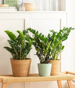 Glücksfeder - Zamioculcas zamiifolia