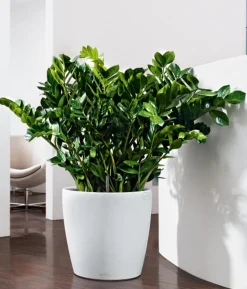 Glücksfeder - Zamioculcas zamiifolia