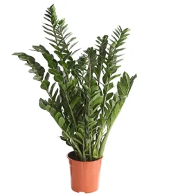 Glücksfeder - Zamioculcas zamiifolia