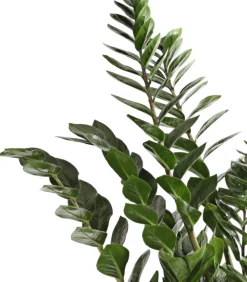 Glücksfeder - Zamioculcas zamiifolia