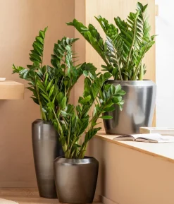 Glücksfeder - Zamioculcas zamiifolia