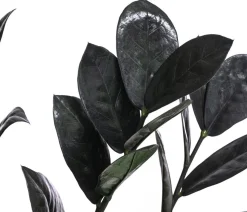 Glücksfeder - Zamioculcas zamiifolia 'Raven'