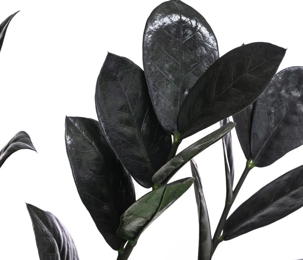 Glücksfeder - Zamioculcas zamiifolia 'Raven'