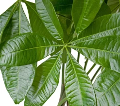 Glückskastanie - Pachira aquatica