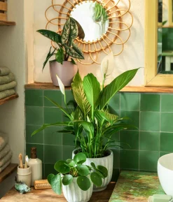Glückstaler - Pilea peperomioides