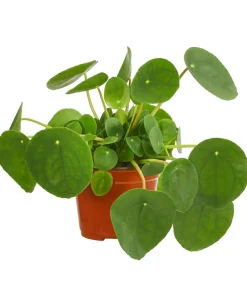 Glückstaler - Pilea peperomioides
