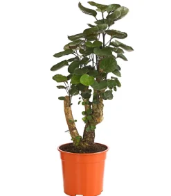 Glänzende Fiederaralie - Polyscias scutellaria 'Fabian'