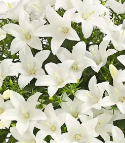 Glockenblume - Campanula porscharskyana 'Spring Bell®'