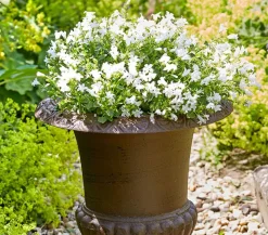 Glockenblume - Campanula porscharskyana 'Spring Bell®'
