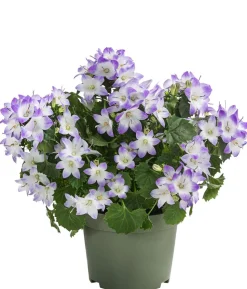 Glockenblume - Campanula porscharskyana 'Fancy Mee®'