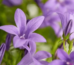Glockenblume 'Blue Planet'