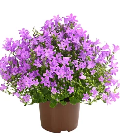 Glockenblume - Campanula portenschlagiana 'Get mee®'