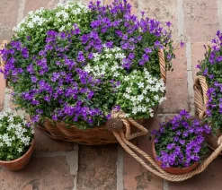 Glockenblume - Campanula portenschlagiana 'Get mee®'