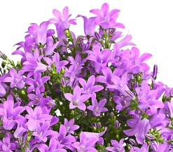 Glockenblume - Campanula portenschlagiana 'Get mee®'