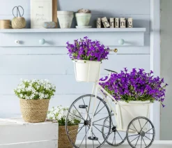 Glockenblume - Campanula portenschlagiana 'Get mee®'