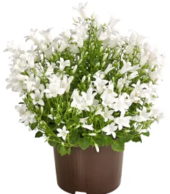 Glockenblume - Campanula portenschlagiana 'Get mee®'