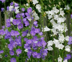 Glockenblume 'Takion', verschiedene Farben