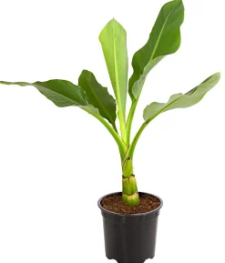 Goldene Lotusbanane - Musella lasiocarpa
