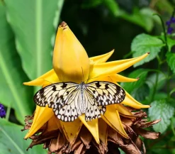 Goldene Lotusbanane - Musella lasiocarpa