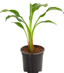 Goldene Lotusbanane - Musella lasiocarpa