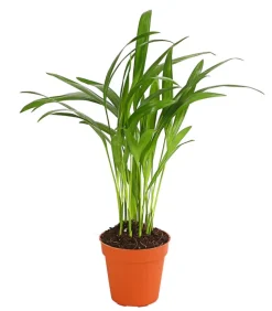 Goldfruchtpalme - Dypsis lutescens