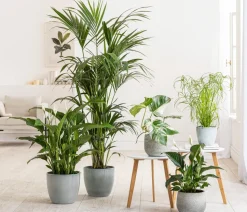 Goldfruchtpalme - Dypsis lutescens