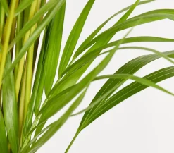 Goldfruchtpalme - Dypsis lutescens