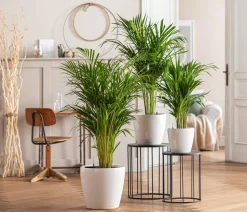 Goldfruchtpalme - Dypsis lutescens