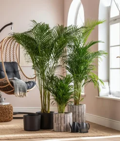 Goldfruchtpalme - Dypsis lutescens