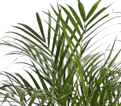 Goldfruchtpalme - Dypsis lutescens