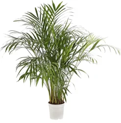 Goldfruchtpalme - Dypsis lutescens