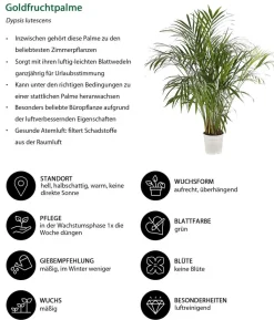 Goldfruchtpalme - Dypsis lutescens