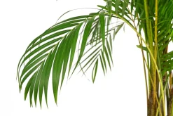 Goldfruchtpalme - Dypsis lutescens, Hydrokultur
