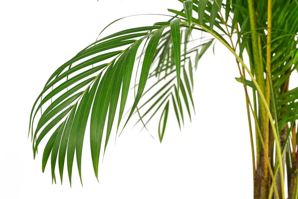 Goldfruchtpalme - Dypsis lutescens, Hydrokultur