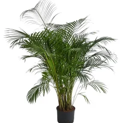 Goldfruchtpalme - Dypsis lutescens, Hydrokultur