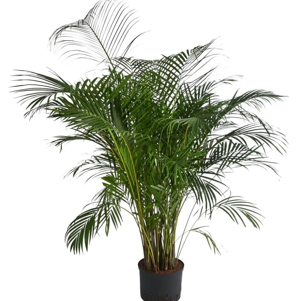 Goldfruchtpalme - Dypsis lutescens, Hydrokultur