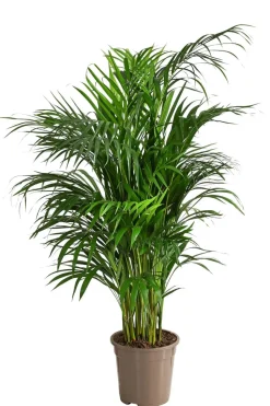 Goldfruchtpalme - Dypsis lutescens